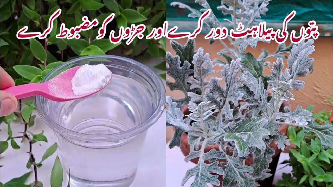 Make Organic Fertiliser in Only 1 Min | Cheap DIY Fertiliser at Home | Yellow leaves ka Sasta Ilaaj