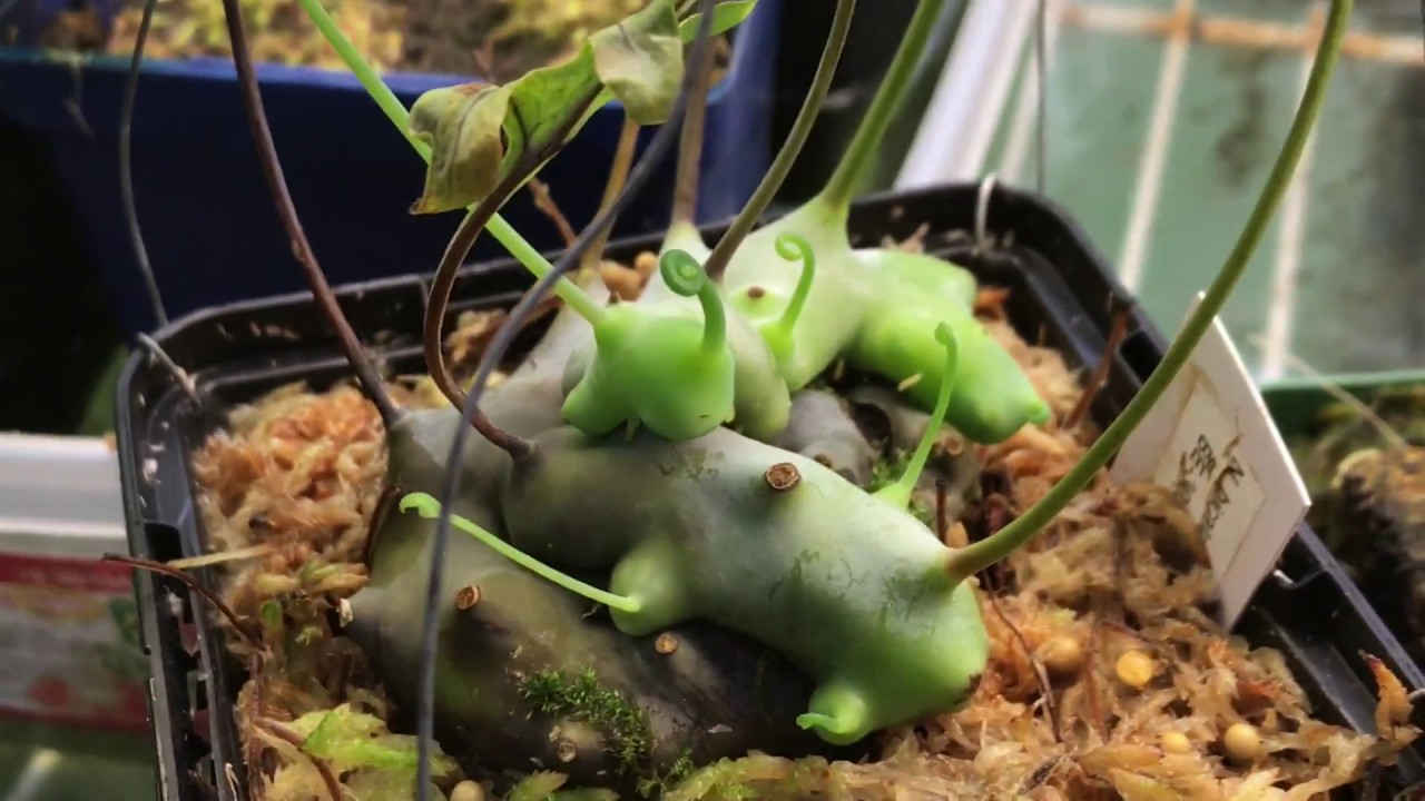 Fall Lowland Greenhouse Tour: Orchids Carnivorous Plants and More