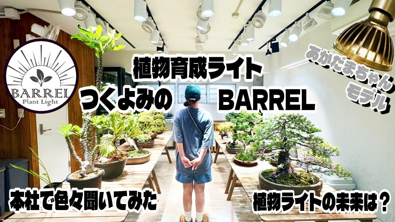 【植物】植物育成LEDライトツクヨミって知ってますか？（超有名なBARRELの新商品とは？そしてツクヨミあかだまちゃんモデルの誕生秘話）