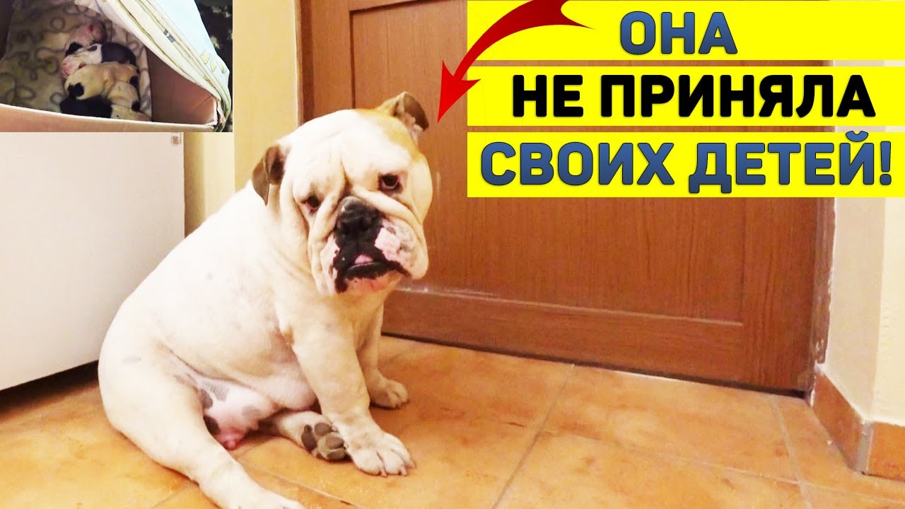 Мать не принимает детей! Кто будет кормить щенков?! Английский Бульдог с щенками после родов.