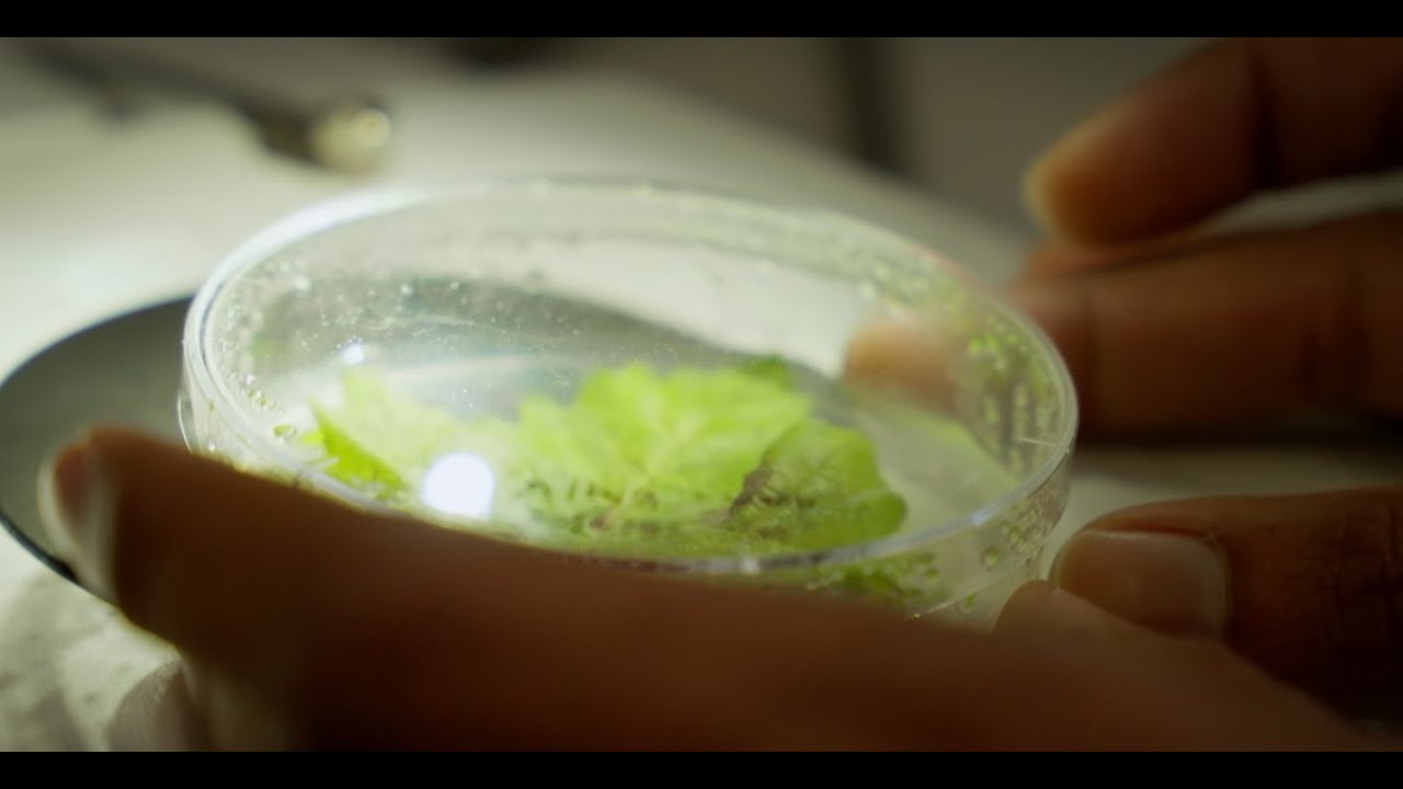 The Science Behind Sauvignon Blanc 2.0