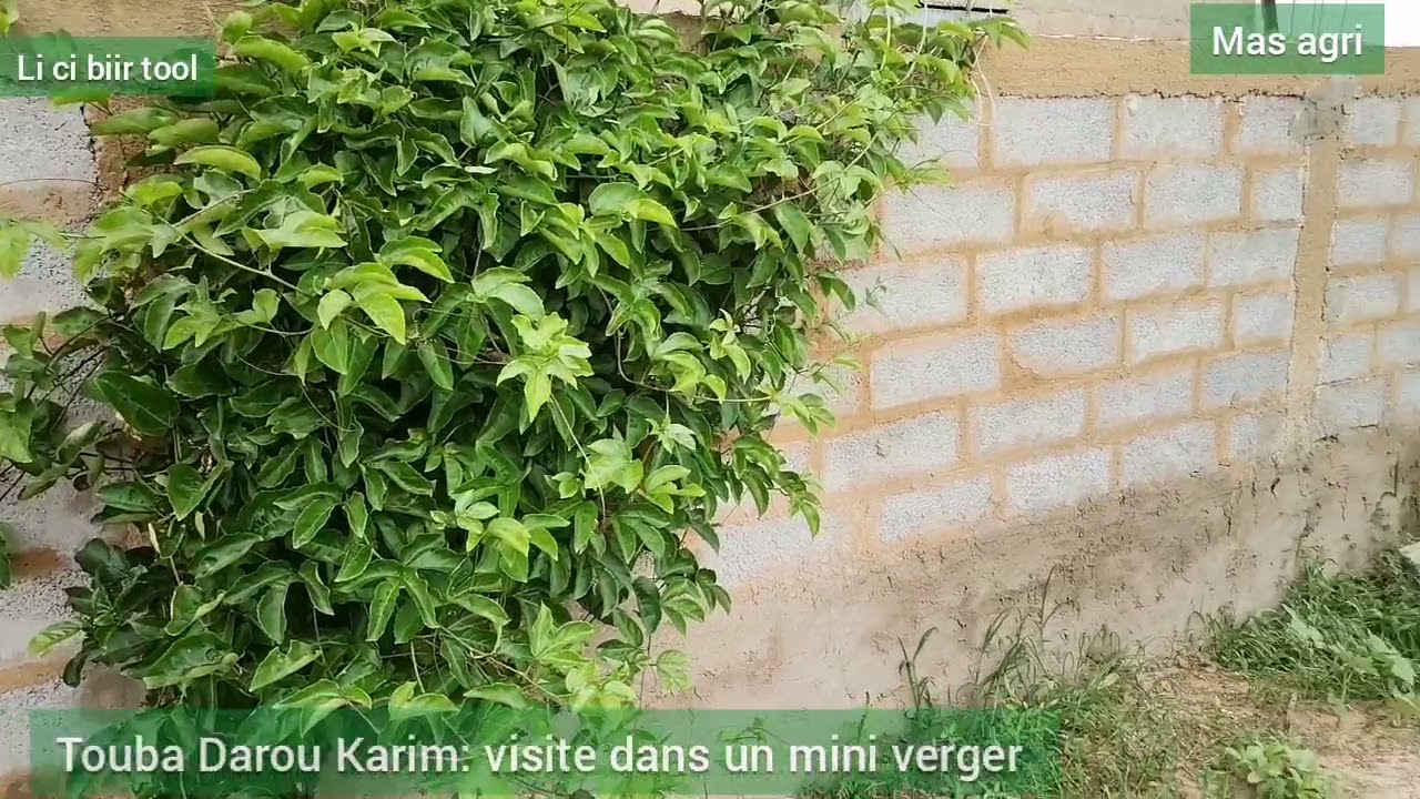 Touba Darou Karim : visite d'un mini verger Tollu tokoor