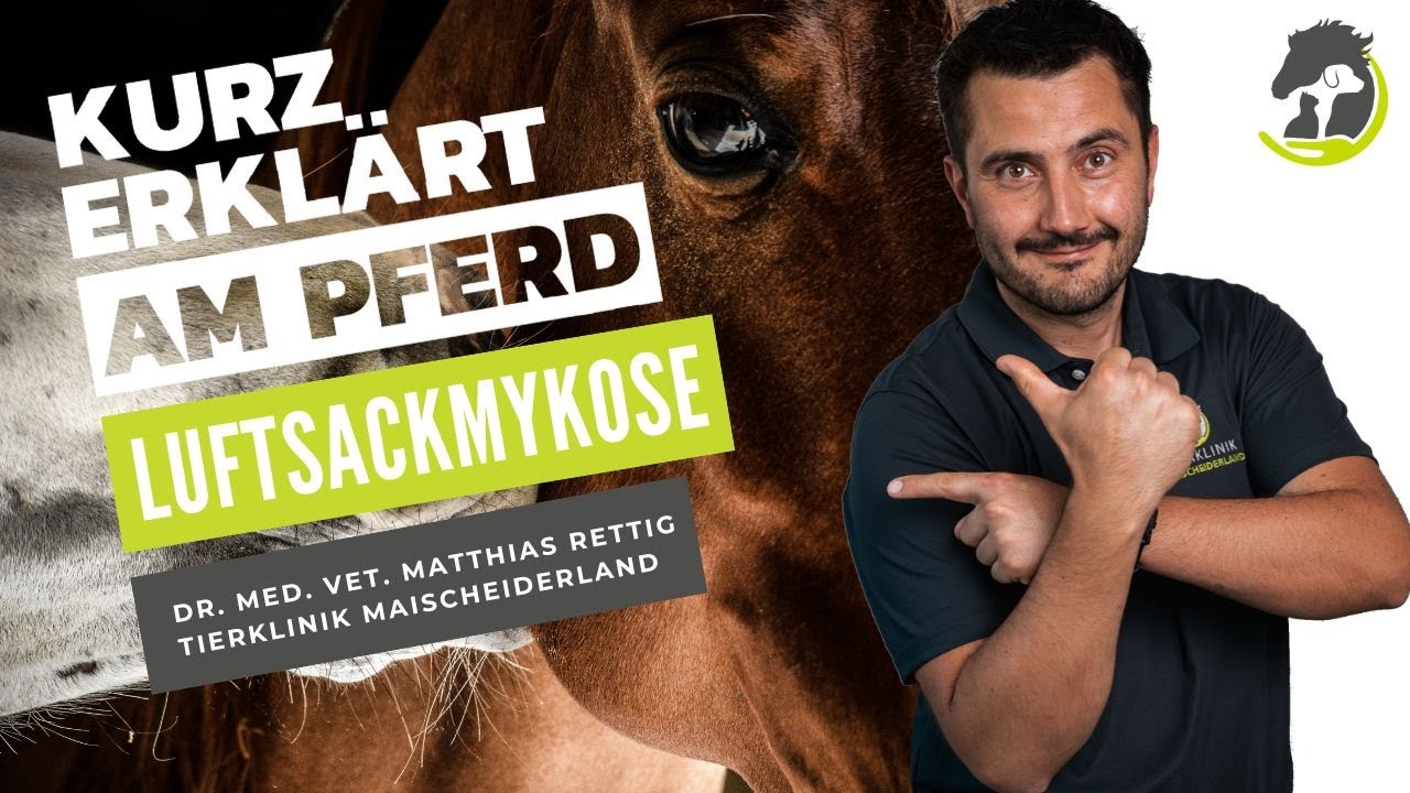 LUFTSACKMYKOSE - Nasenbluten beim Pferd. Symptome, Ursachen und Behandlung! Kurz erklärt am Pferd.