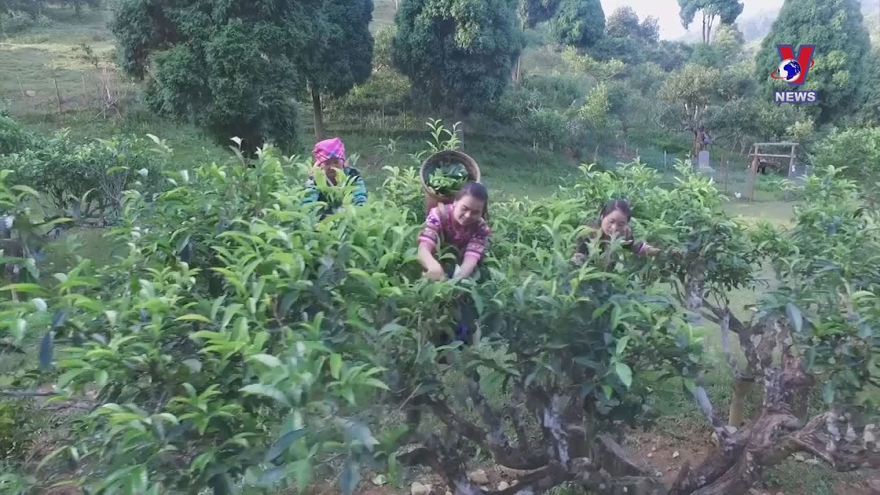Suoi Giang Shan tuyet tea enchants enthusiasts