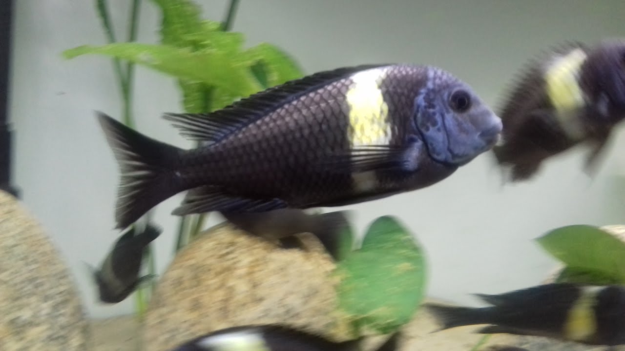 Tropheus Duboisi Maswa