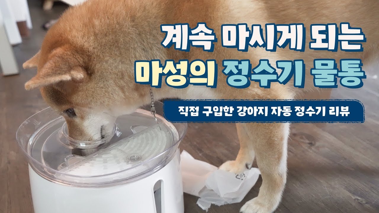 니케에게 강아지 정수기를 사주다 feat.세미 물 먹방 (?) | 시바견니케