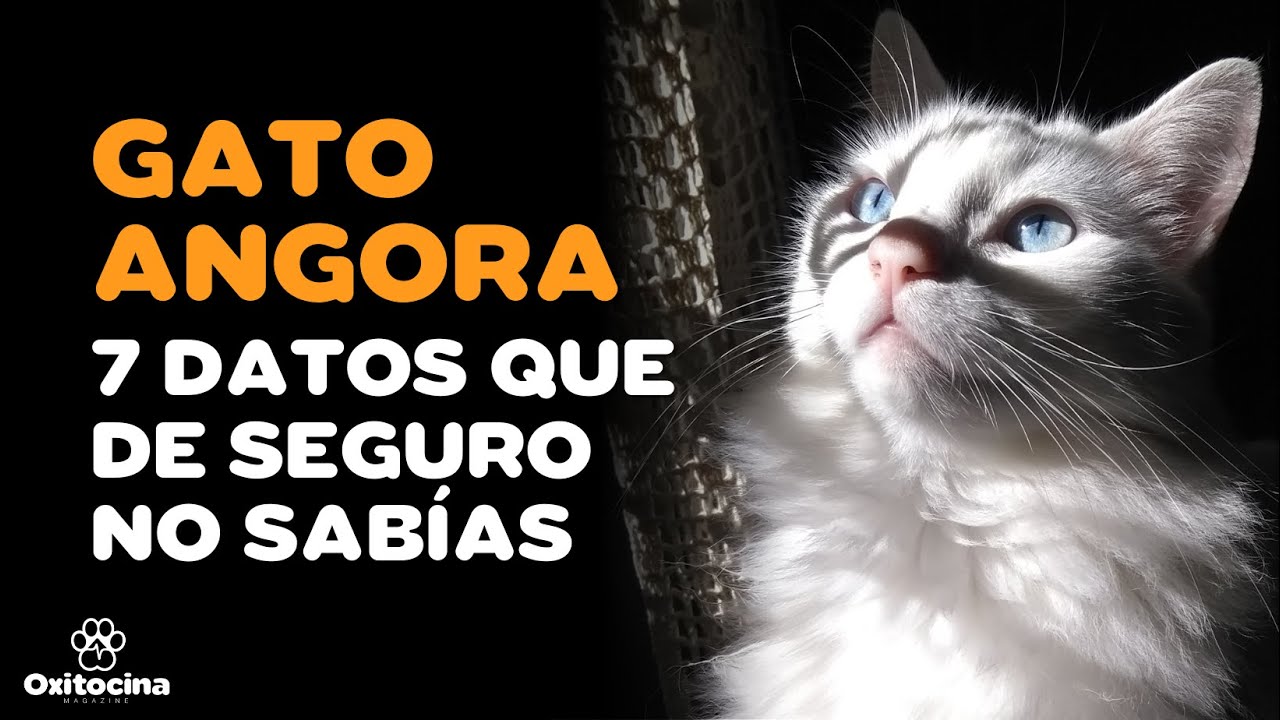 GATO ANGORA TURCO : 7 COSAS QUE DEBES SABER