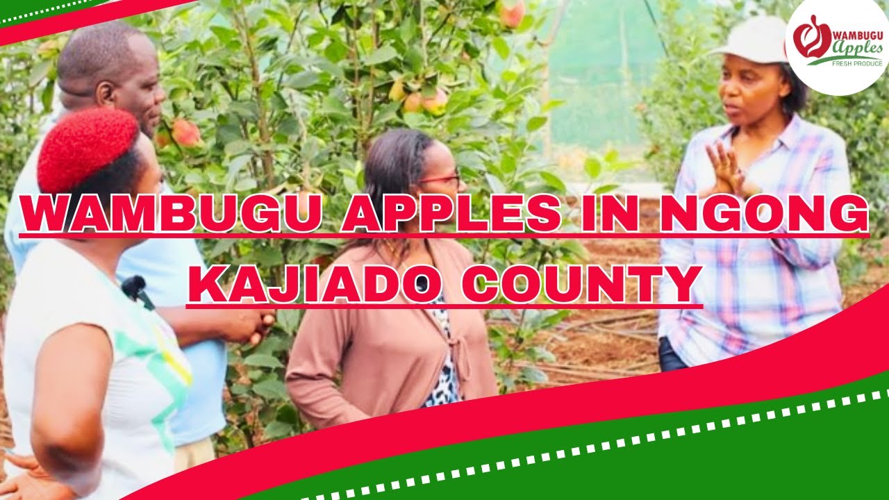 WAMBUGU APPLES IS DOING IMPRESSIVELY WELL IN NGONG, KAJIADO COUNTY