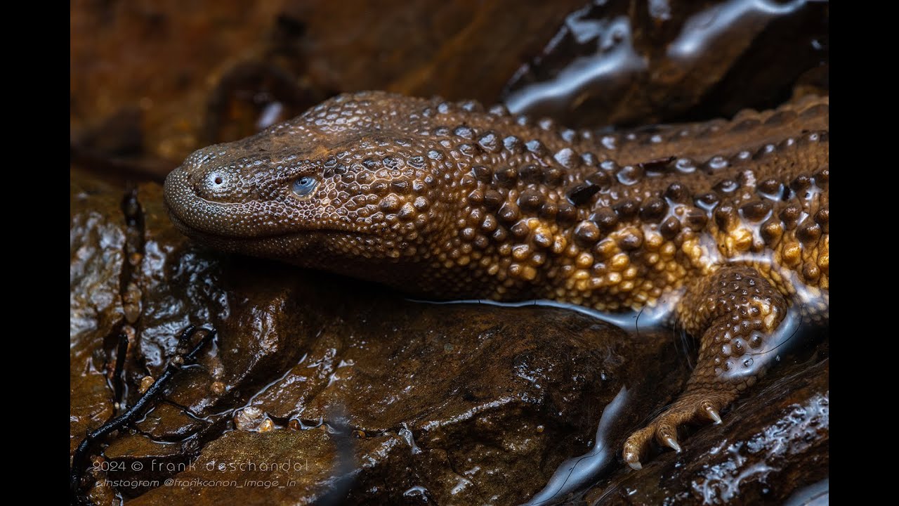In search of the Earless monitor lizard (Lanthanotus borneensis)
