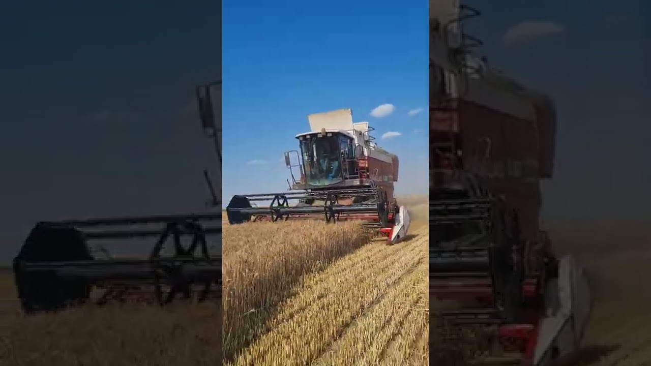Tekirdağ/Hayrabolu 2022 sezonu buğday biçimi Laverda 517mcs biçerdöver
