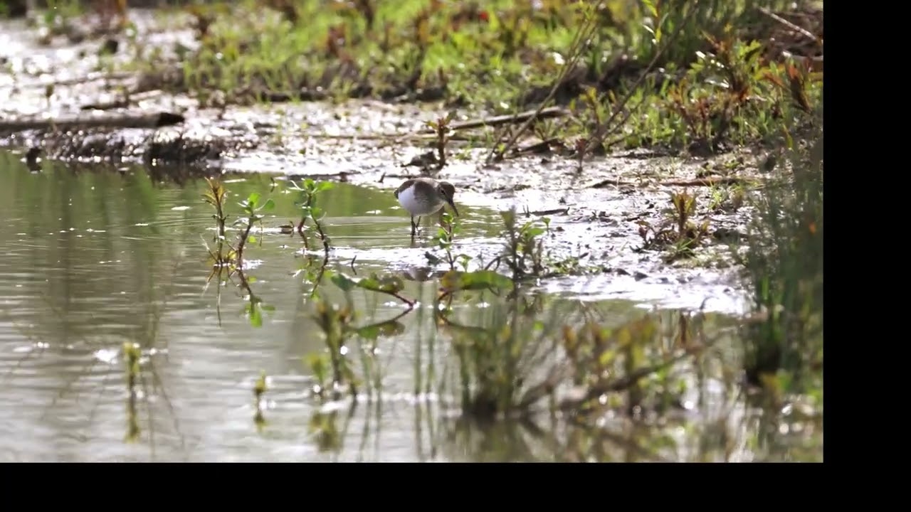 The Common Sandpiper