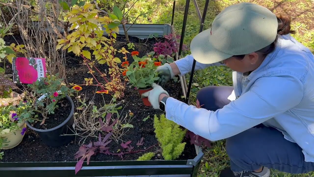 Gardening with me 🌺 come along as I plant annuals and move some perennials around.#gardening #zone9b