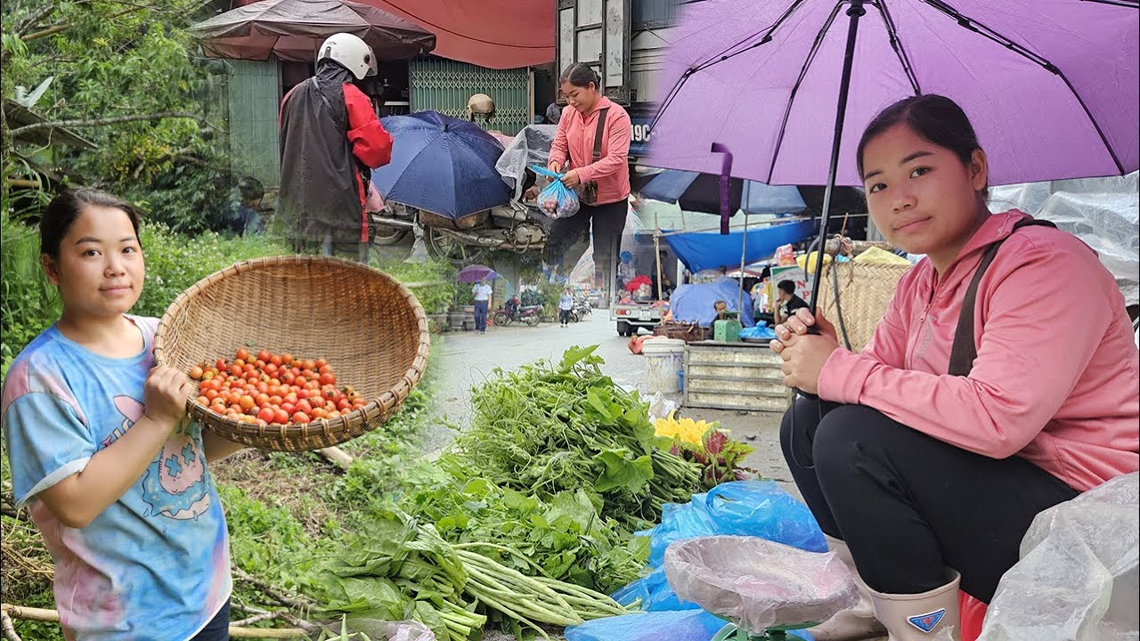 It's Raining but I Still Harvest Tomatoes and Bring them to the Market to Sell with Squash