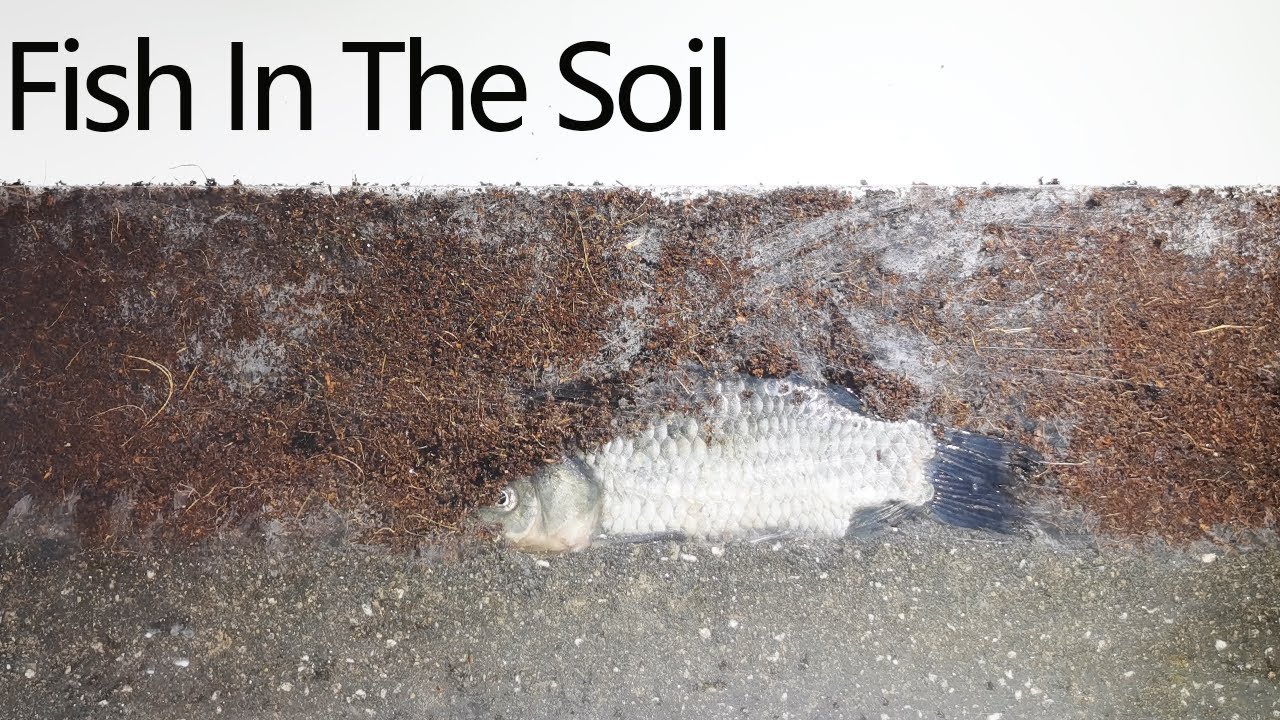 Fish Decomposition in the soil Time Lapse