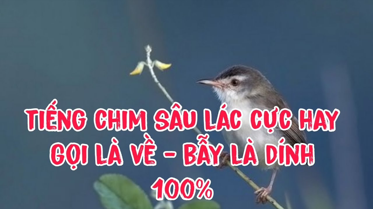 Tiếng Chim Sâu Lác -Sâu Lúa - Chiền Chiện mồi cực hay gọi là đến bẫy là dính 100%