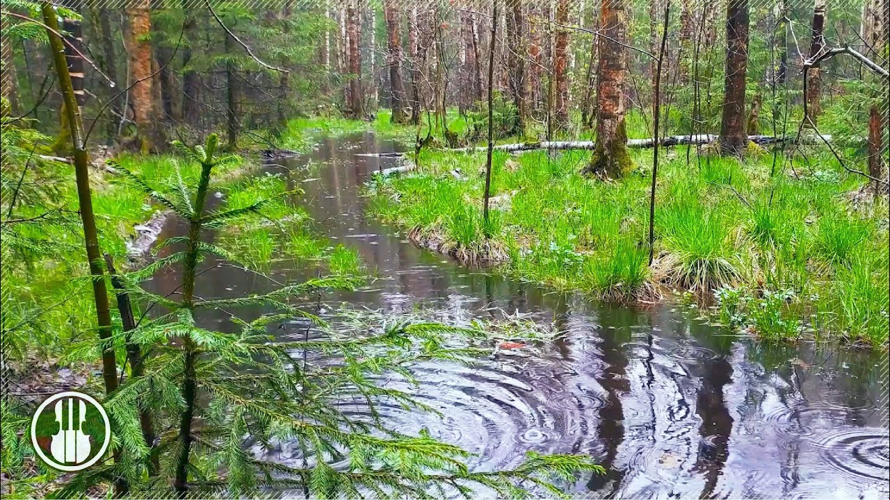 Нежный шум дождя без грома в весеннем лесу - Звуки капель дождя для глубокого сна