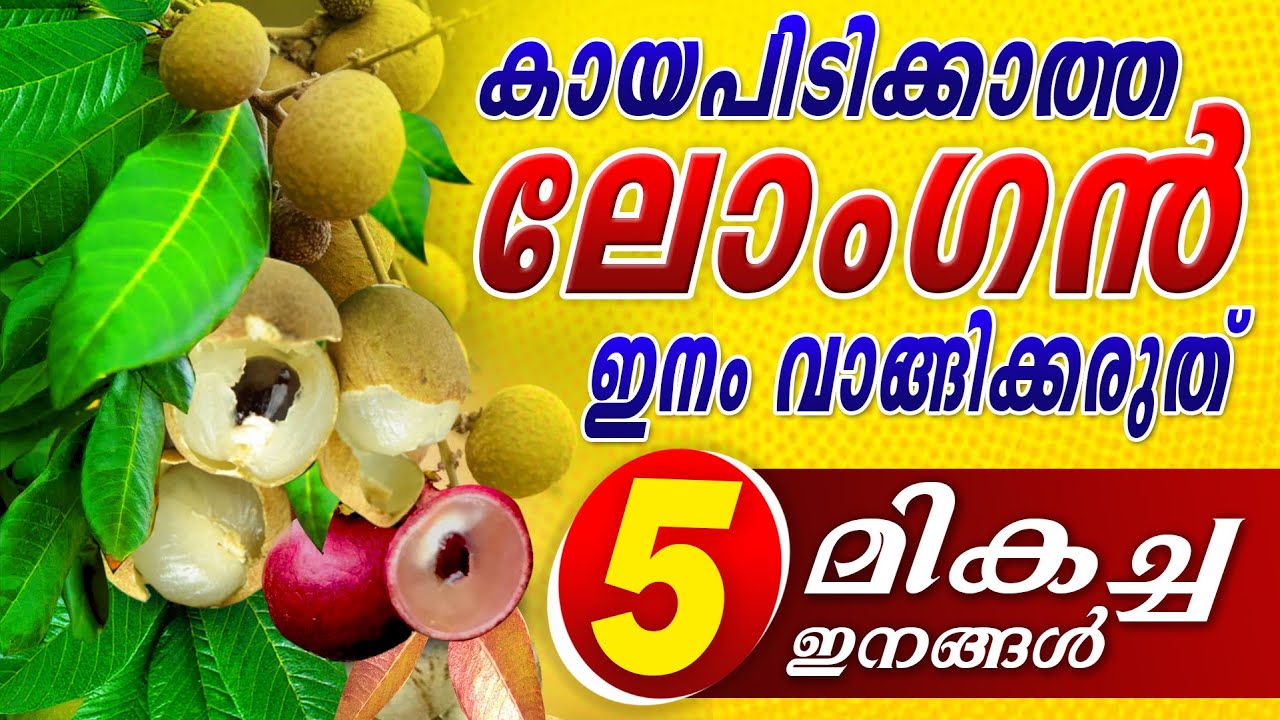 കായപിടിക്കുന്ന ലോങ്ങൻതൈ മാത്രം വാങ്ങിക്കുക.കായ്ക്കാത്ത ലോങ്ങനിൽ കെമിക്കൽ സ്പ്രേ  ചെയ്യുന്നത് എങ്ങനെ?