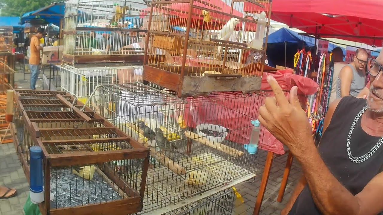 FEIRA DO CORDEIRO FEIRA DE PASSARINHOS GAIOLAS AVES PEIXES E ACESSÓRIOS 