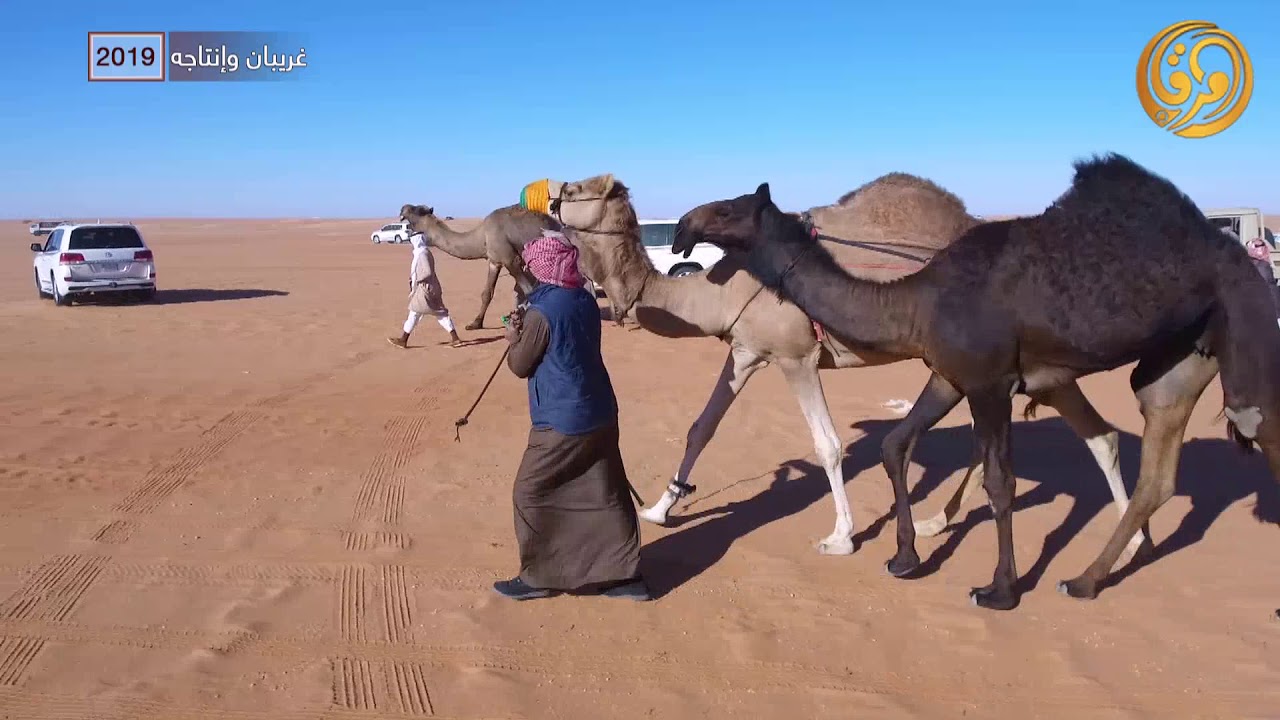 الفحل غريبان وانتاجه لمالك الابل حبنان بن محمد الشكره الدوسري 2019