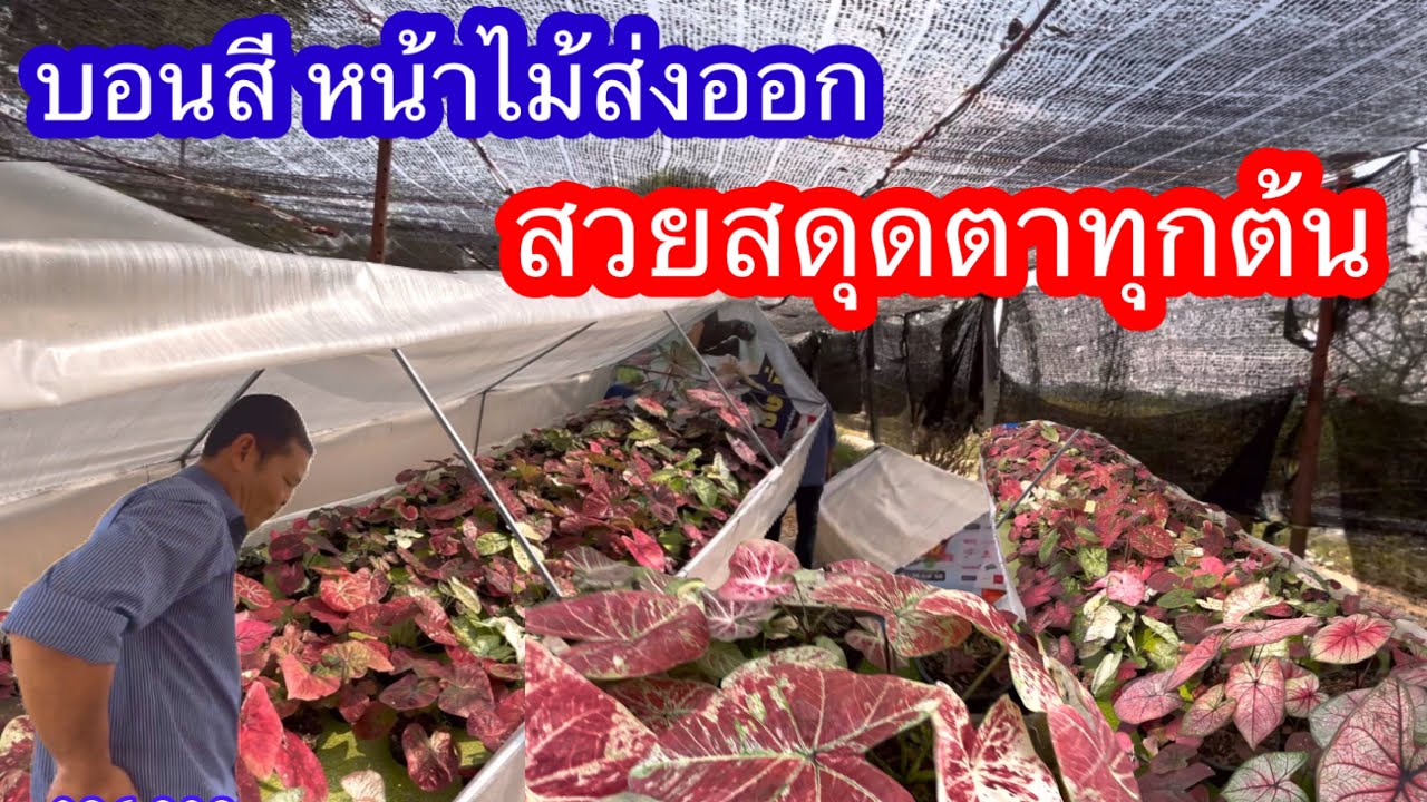 บอนสีหน้าไม้ส่งออกสวยสดุดตาทุกต้น สวนวชิรา จ.อ่างทอง