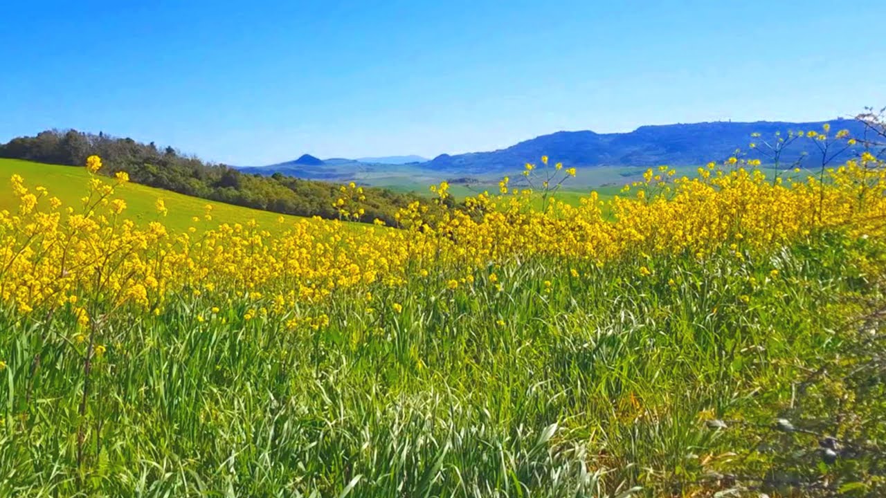 Цикады и пение птиц 🦗🐦🌼🌳 Расслабляющие звуки природы • для медитации и крепкого сна