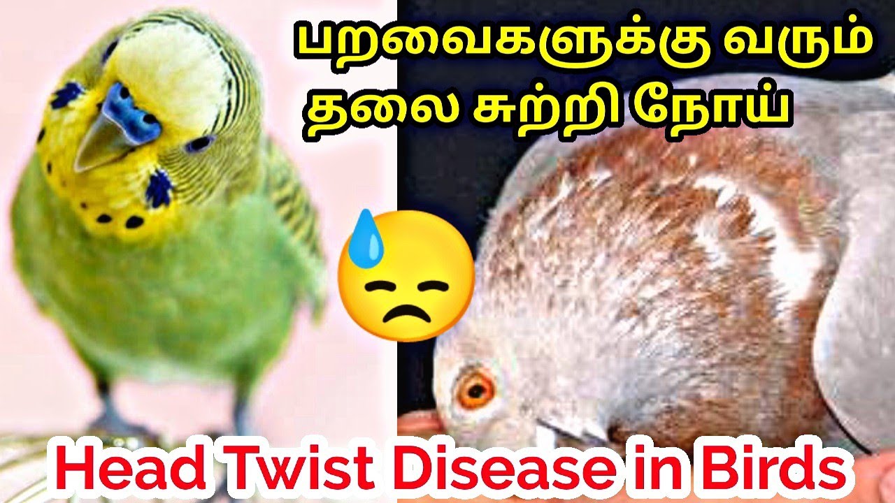 Head Spin Disease in Pet Birds  || Nerves Problem in Birds and Solution For That || தமிழில் ||