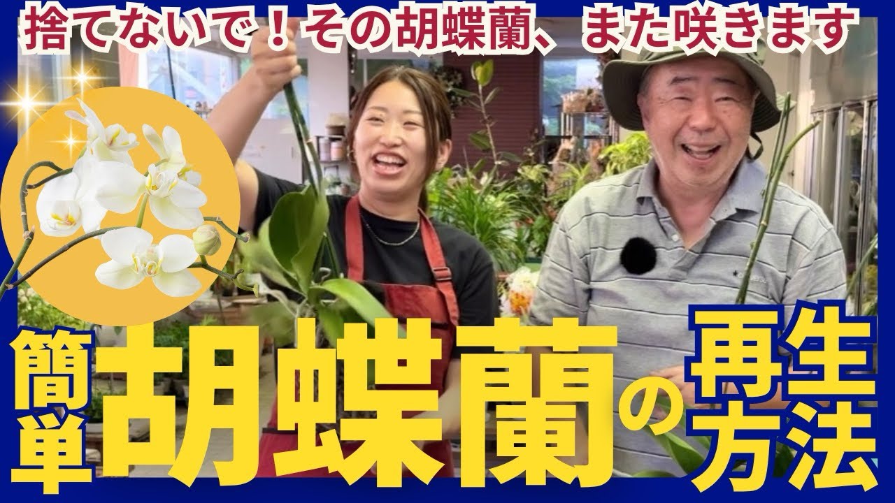 捨てないで！その胡蝶蘭、また咲きます｜簡単にできる再生方法を花屋が解説！
