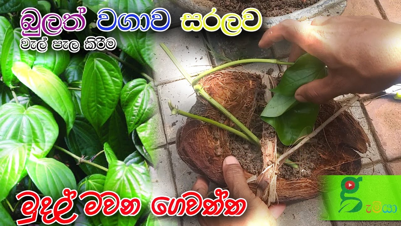 75 ලක්‍ෂ ගනනින් මුදල් මවන බුලත් වගා කරමු . අතු පැල කිරීම සරලව​  How to Grow Betel Leaf Plant