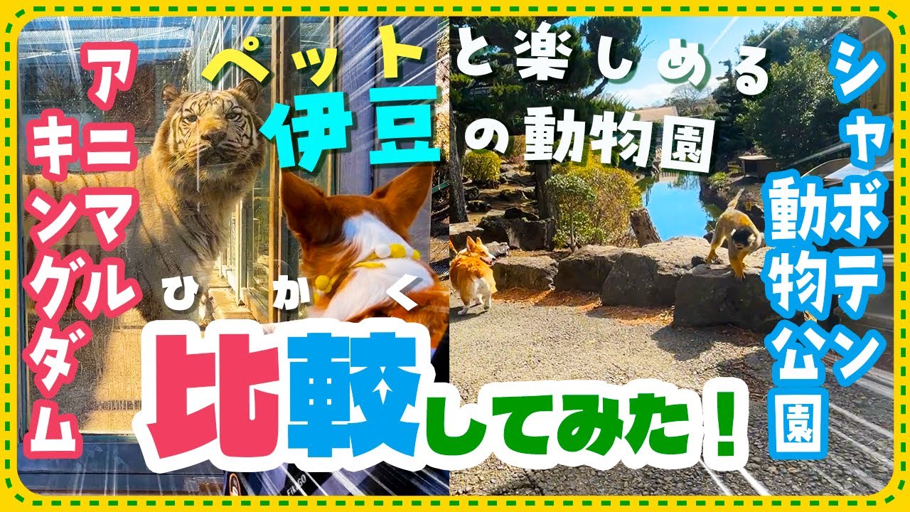 【犬と行ける動物園】伊豆アニマルキングダムと伊豆シャボテン動物公園を徹底比較してみた！