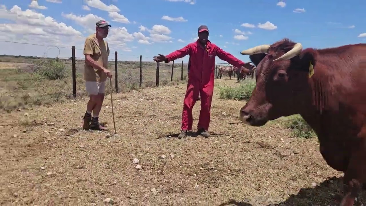 Starting a Cattle farm from scratch South Africa. Jan Update