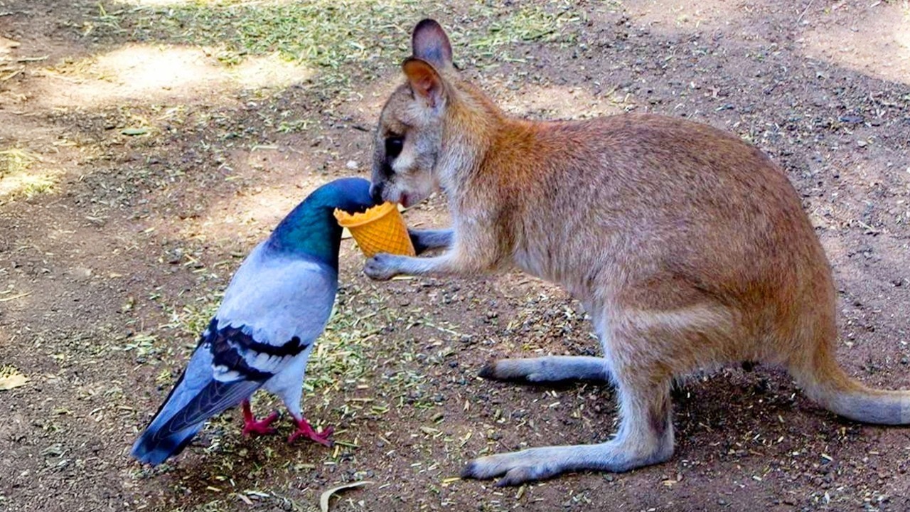 Animals Helping Each Other In Ways You Never Expected!❤️