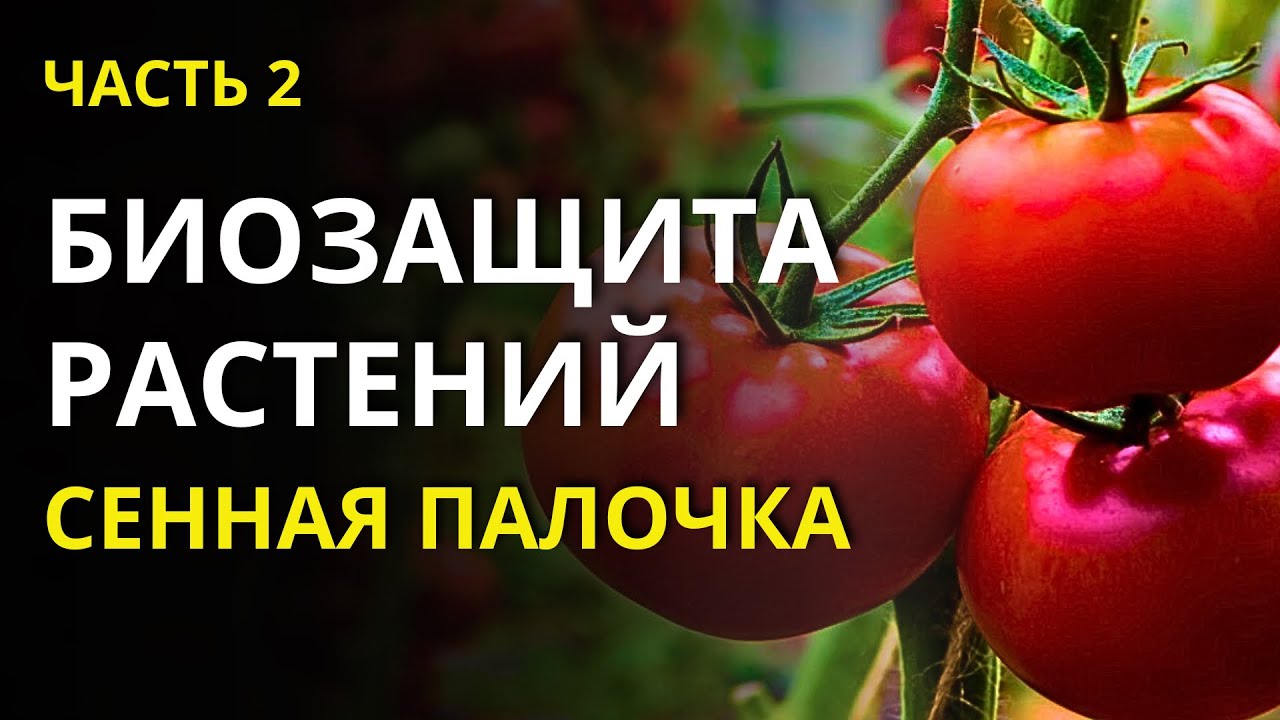 Дача в Германии. Как сенная палочка спасает от грибковых инфекций урожай? Где купить и как применять