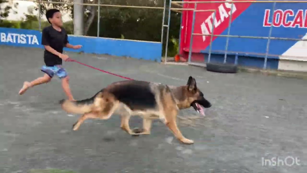 Pastor alemán en movimiento. Entreno con Fendi y Sajara.