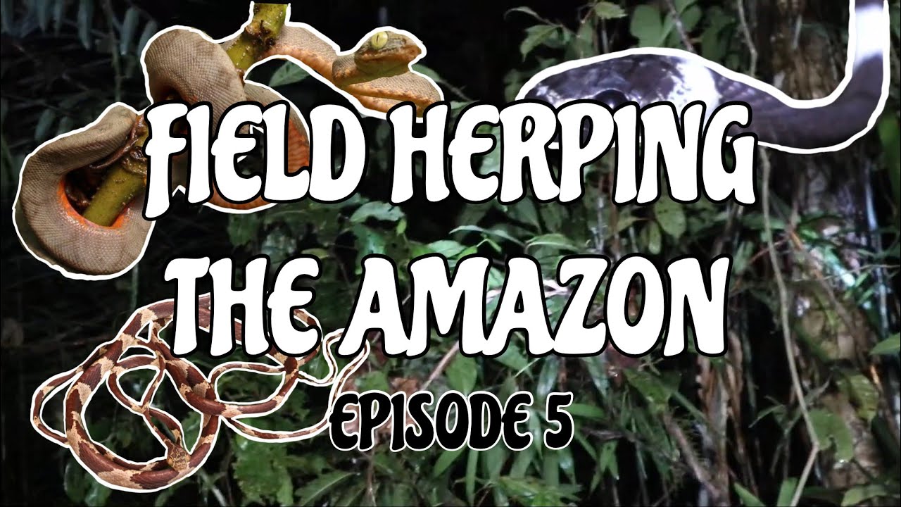 Field Herping the Ecuadorian Amazon Rainforest | Part 5