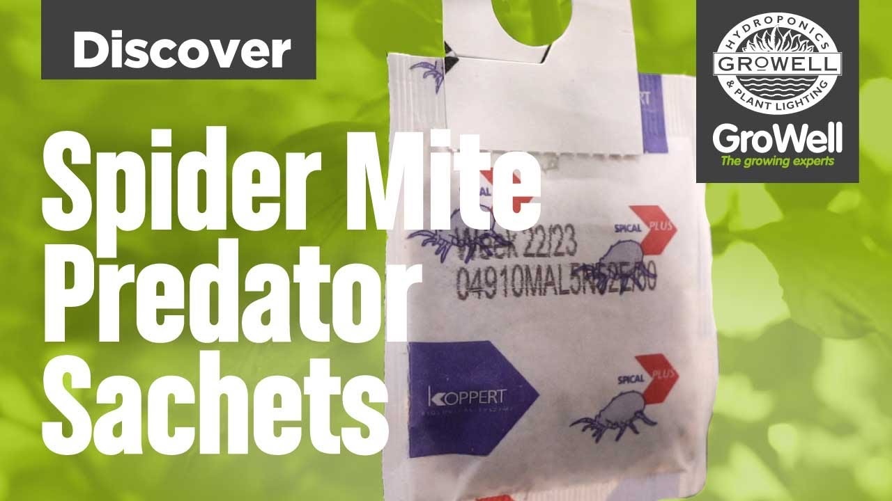 Spider Mite Predator Sachets | DISCOVER