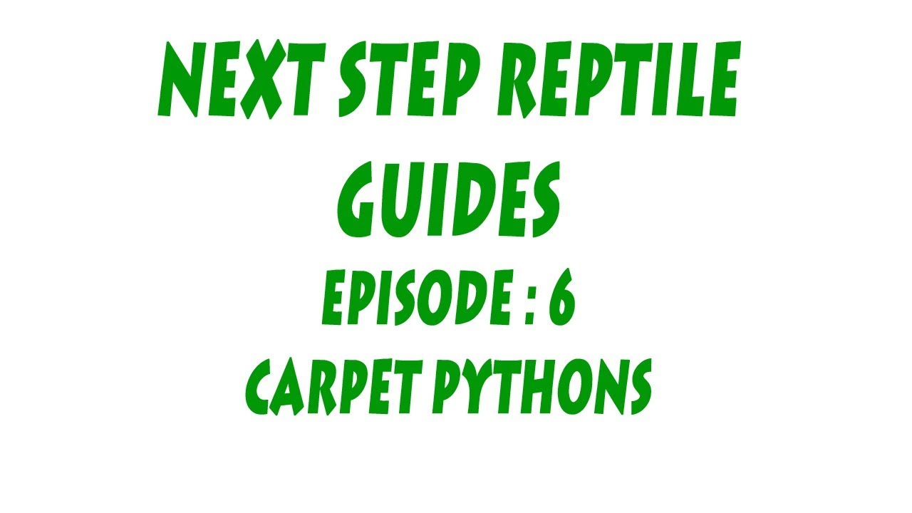 S'N'A Intermediate series: Episode 6 - Carpet Pythons (Genus: Morelia)