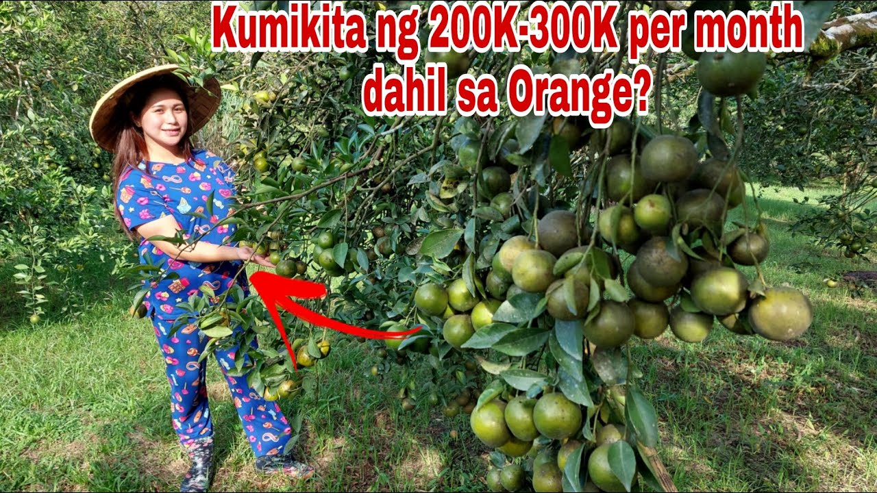 Beauty Consultant Mas Gumanda ang Buhay dahil sa Orange Farming!