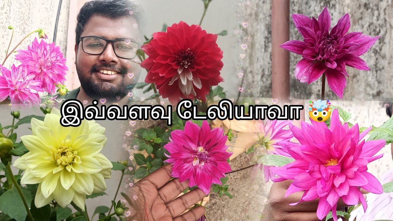 Dhalia செடி தோட்டம் மற்றும் வளர்ப்பு முறை #dhalia #daliya