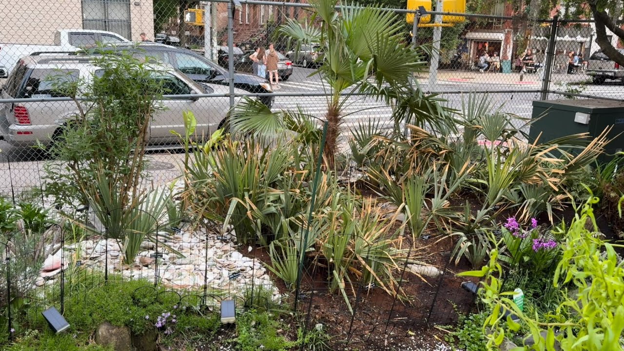 Brooklyn NYC 🗽Hardy Palm Trees🌴 & Bananas🍌