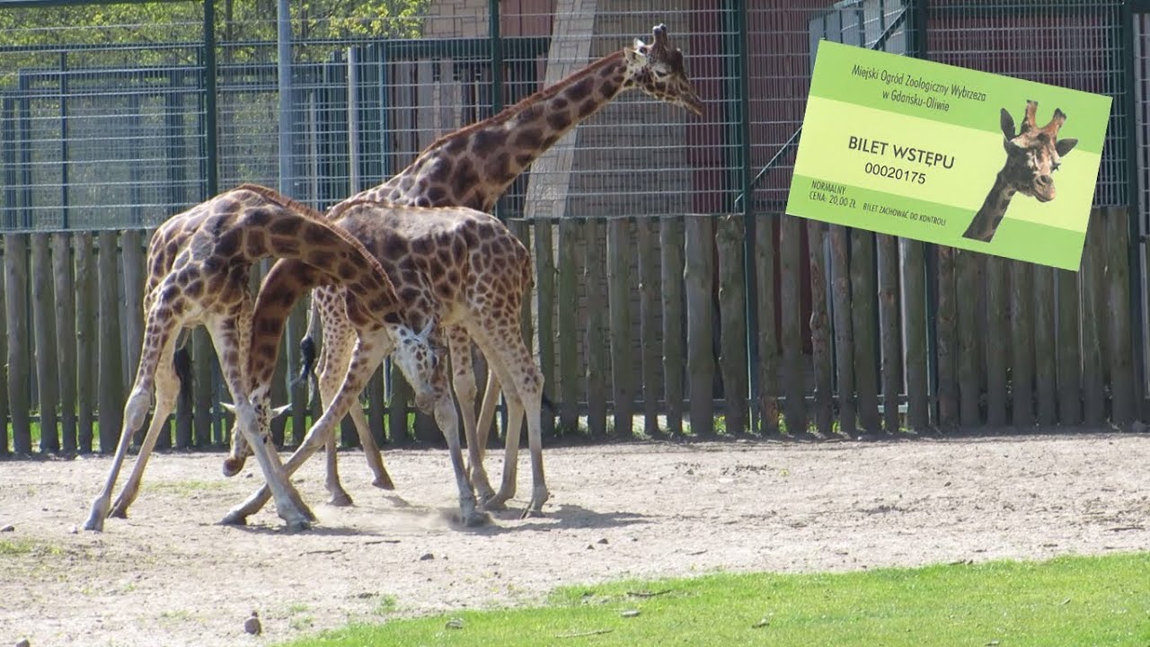 Zoo w Gdańsku Oliwie [HD]