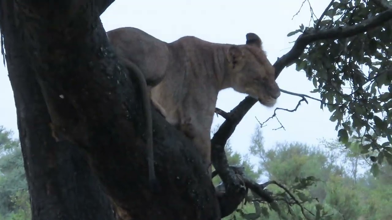 Hyenas attack Lions and chase 2 Lions up a tree.