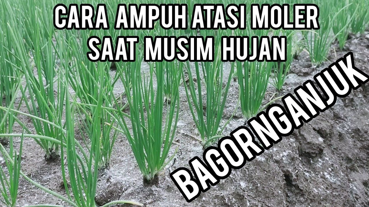 PENJELASAN KOMPLIT TENTANG TATACARA NGERAWAT BAWANG MERAH SAAT MUSIM HUJAN / M23