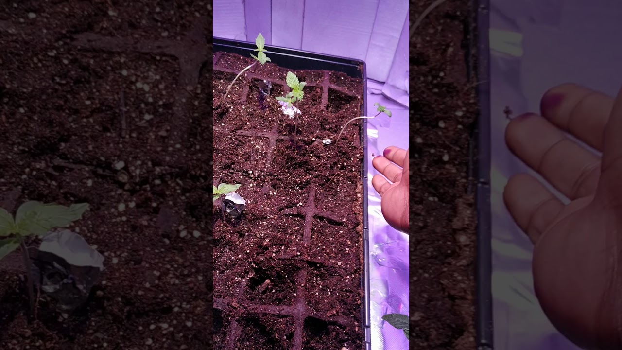 First Amateur autoflower cannabis Grow. DIY all equipment. Week 1 weed grow