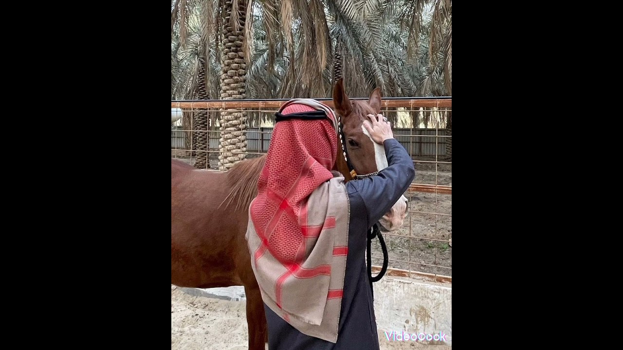 حان الوعد يا لابتي لبّو الندا  لخالد القحطاني بدون موسيقى