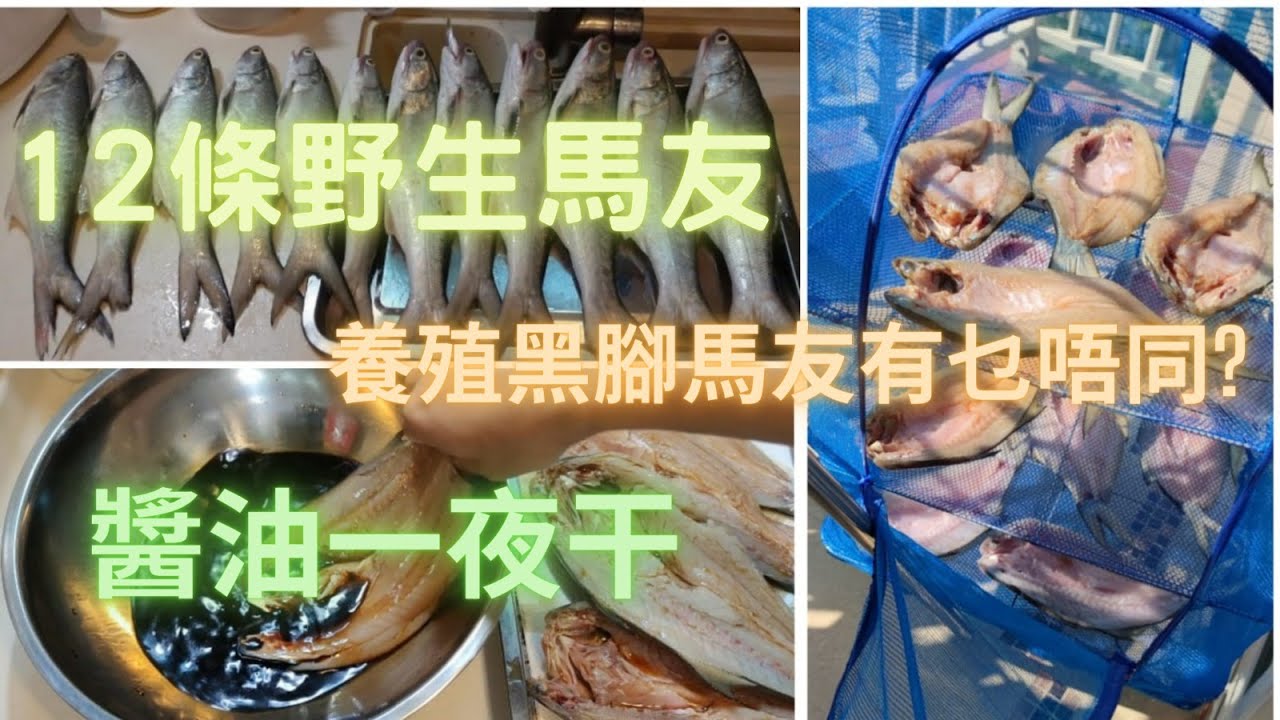12條野生靚本灣馬友,整到手軟,詳細教你整醬油一夜干,超級好食😍同你對比下黑腳養殖馬友同野生有乜分別👍~香港海鮮~社長遊街市(Hong Kong Seafood Market)