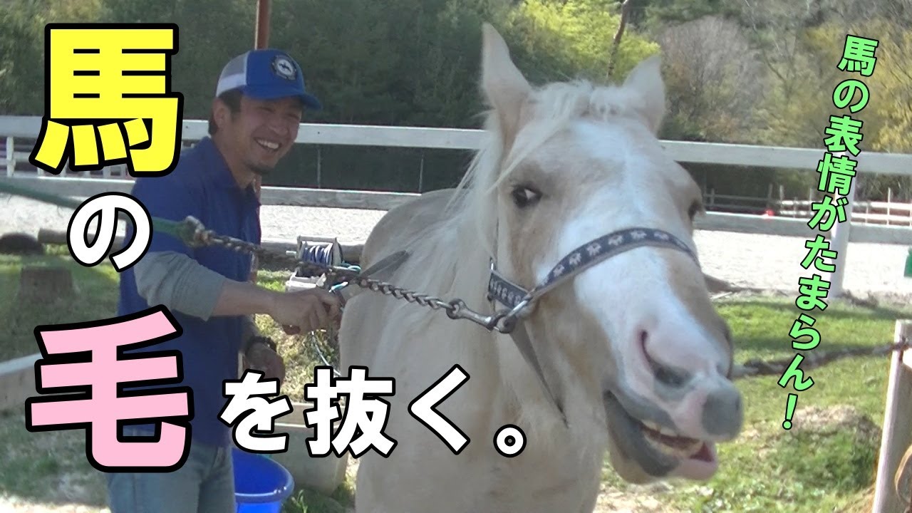 馬の毛を抜く。馬の表情が面白すぎ…。