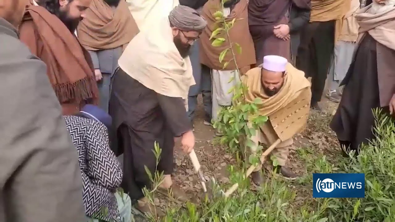 Spring sapling planting begins in Nangarhar | آغاز روند غرس نهال‌شانی بهاری در ننگرهار