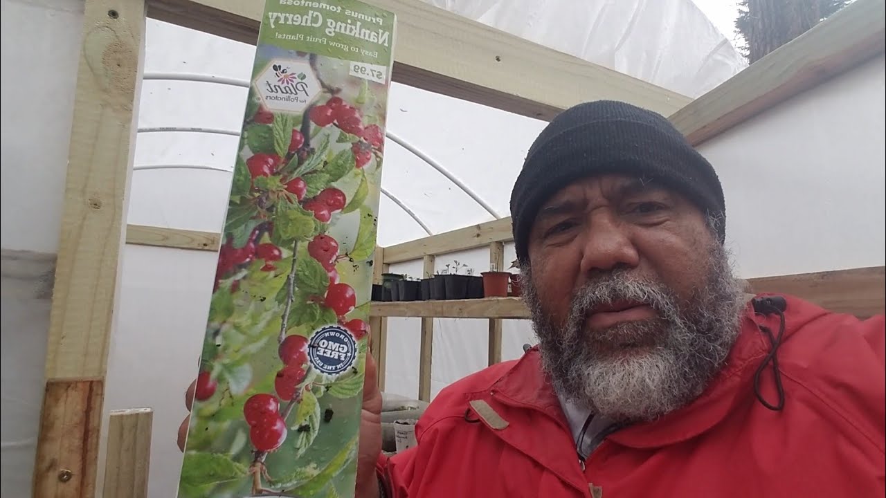 Potting Up Nanking Cherry & Looking At Potted Cuttings