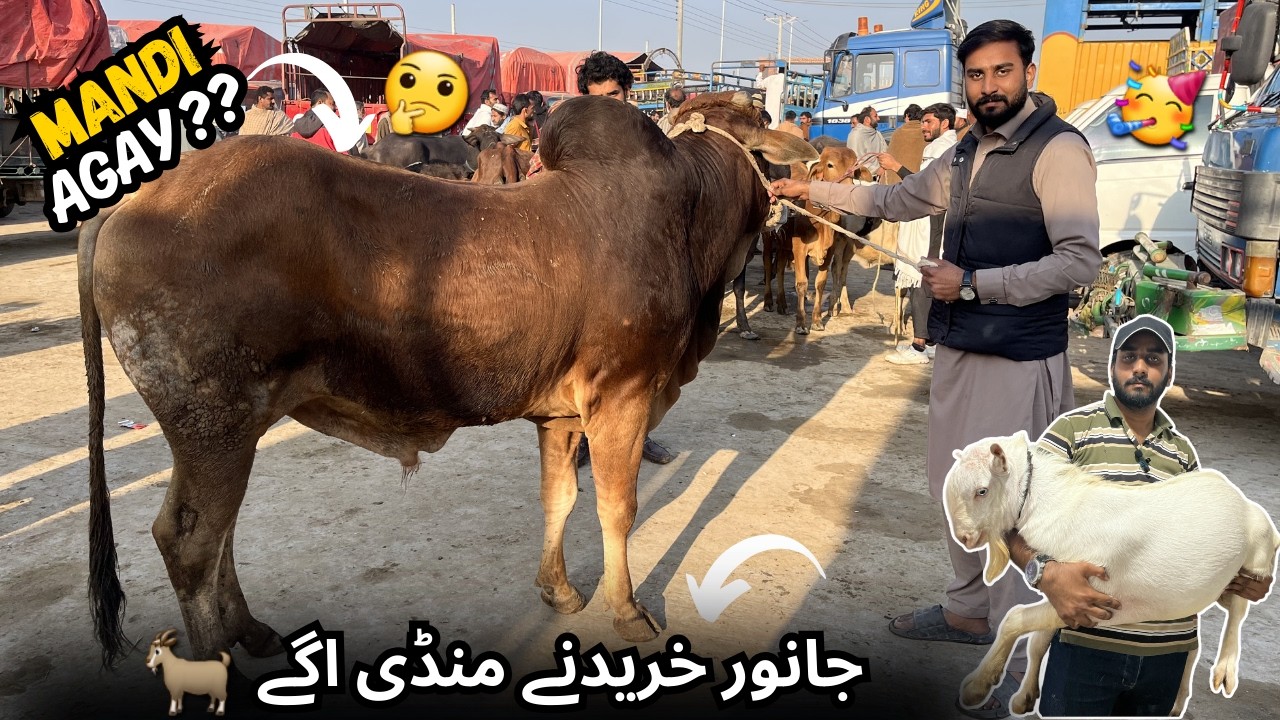 Janwar khareedne Mandi Agay 🥳 | Mandi Vlog 2k26 😍