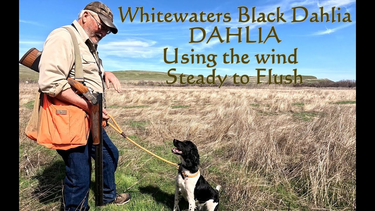 Dahlia 16 Mo  Springer Spaniel Hunting Using the Wind, showing off her Steady to the Flush progress.